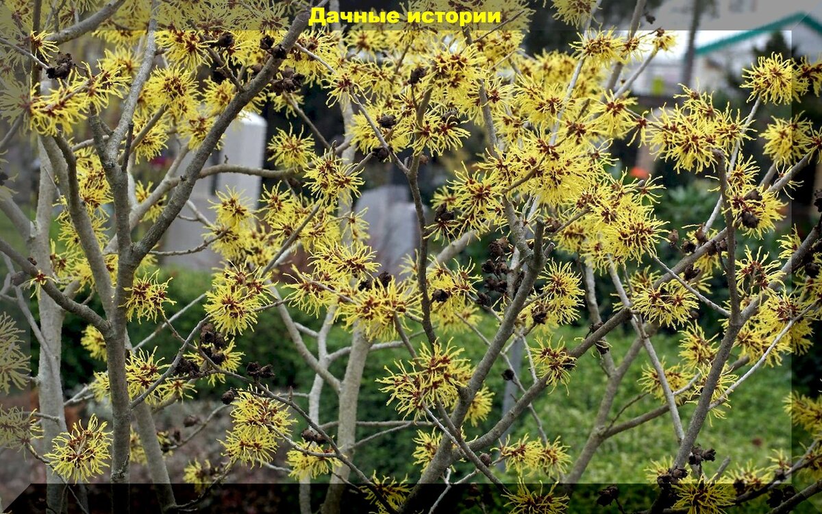 Форзиция и гамамелис на даче: неприхотливые кусты с лимонными цветами которые украсят любой весенний участок и не оставят никого равнодушным
