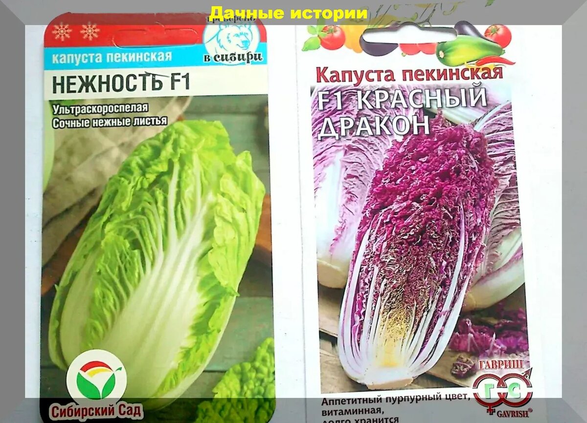 Как вырастить много листовой капусты: секреты в уходе за пекинской и прочими видами листовой капусты, гарантирующие богатый урожай