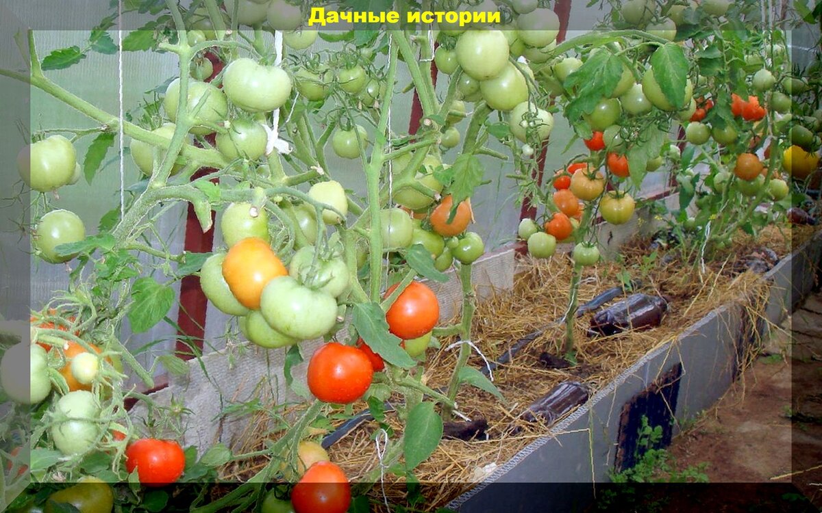 Как получить ранние томаты в неотапливаемой теплице: фермерский, проверенный способ, как получить без усилий самый ранний урожай томатов в теплице