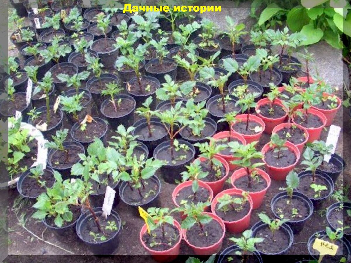 Как и когда сажать георгины весной: простые правила подготовки, посадки и черенкования георгин весной, для пышного цветения в летний период