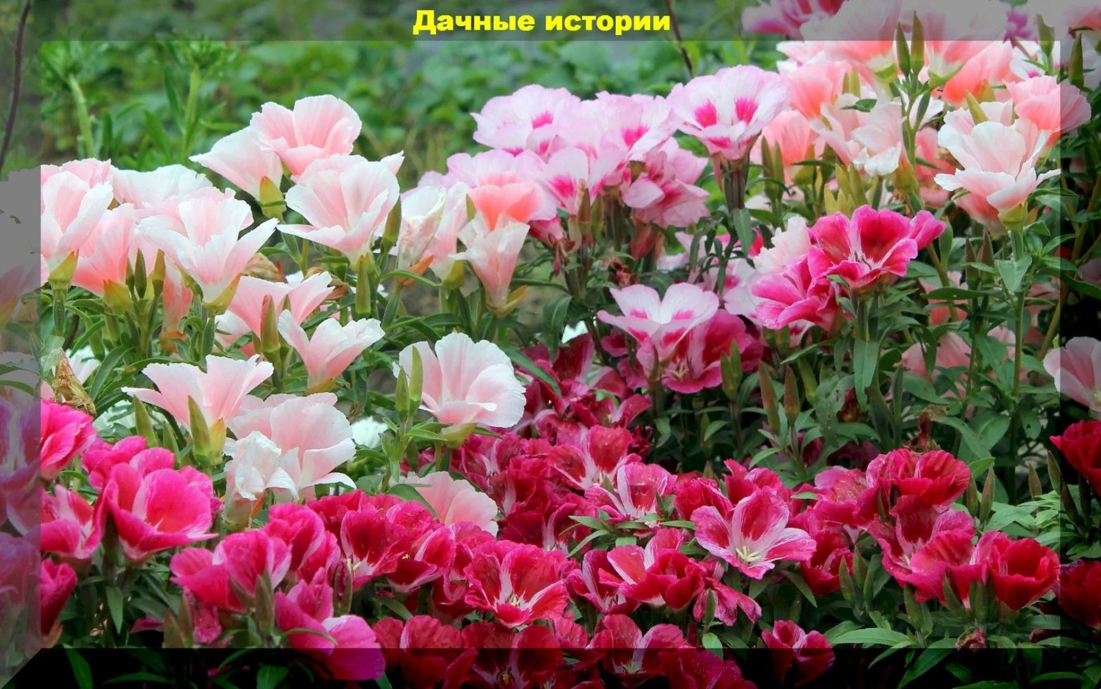 Очень красивые, необычные, и неприхотливые однолетние цветы для сада. Сеем сразу в грунт