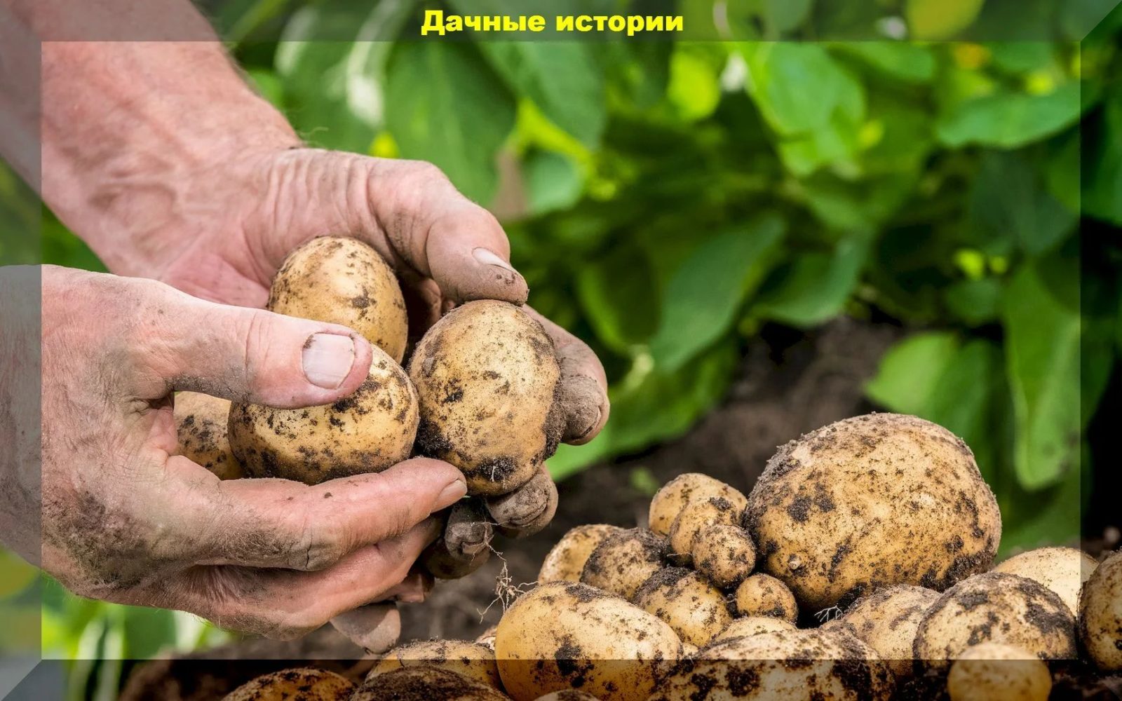 По-голландски, по-американски или по-русски? Выбираем метод посадки картошки для богатого урожая