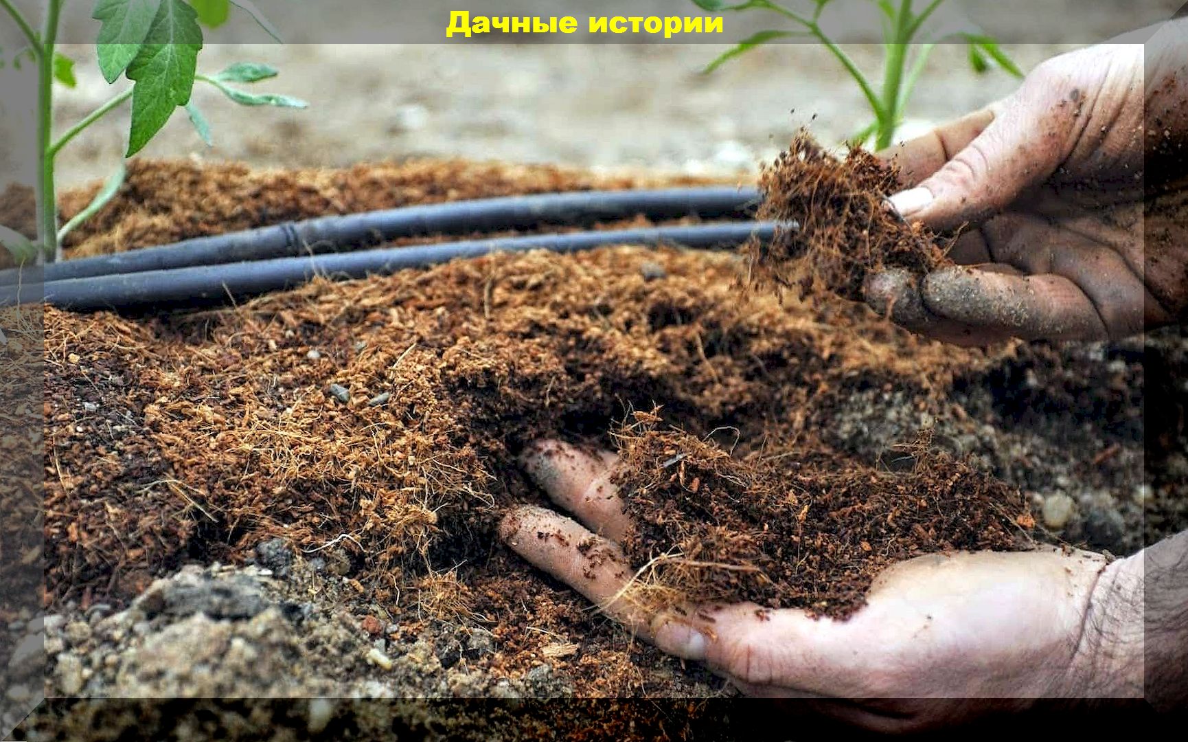 Мои советы по восстановлению плодородия почвы. Очень грамотное письмо нашего читателя.