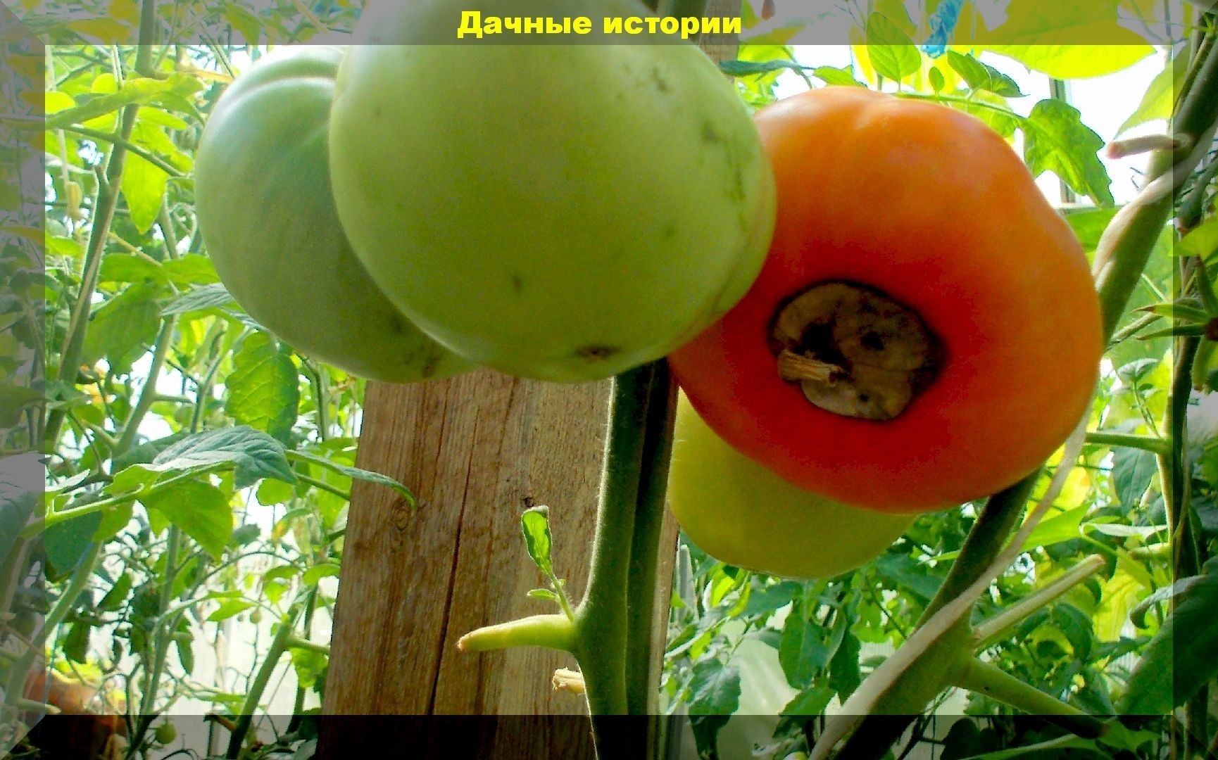 Вершинная гниль томатов: как дачники сами провоцируют образование вершинной гнили на томате