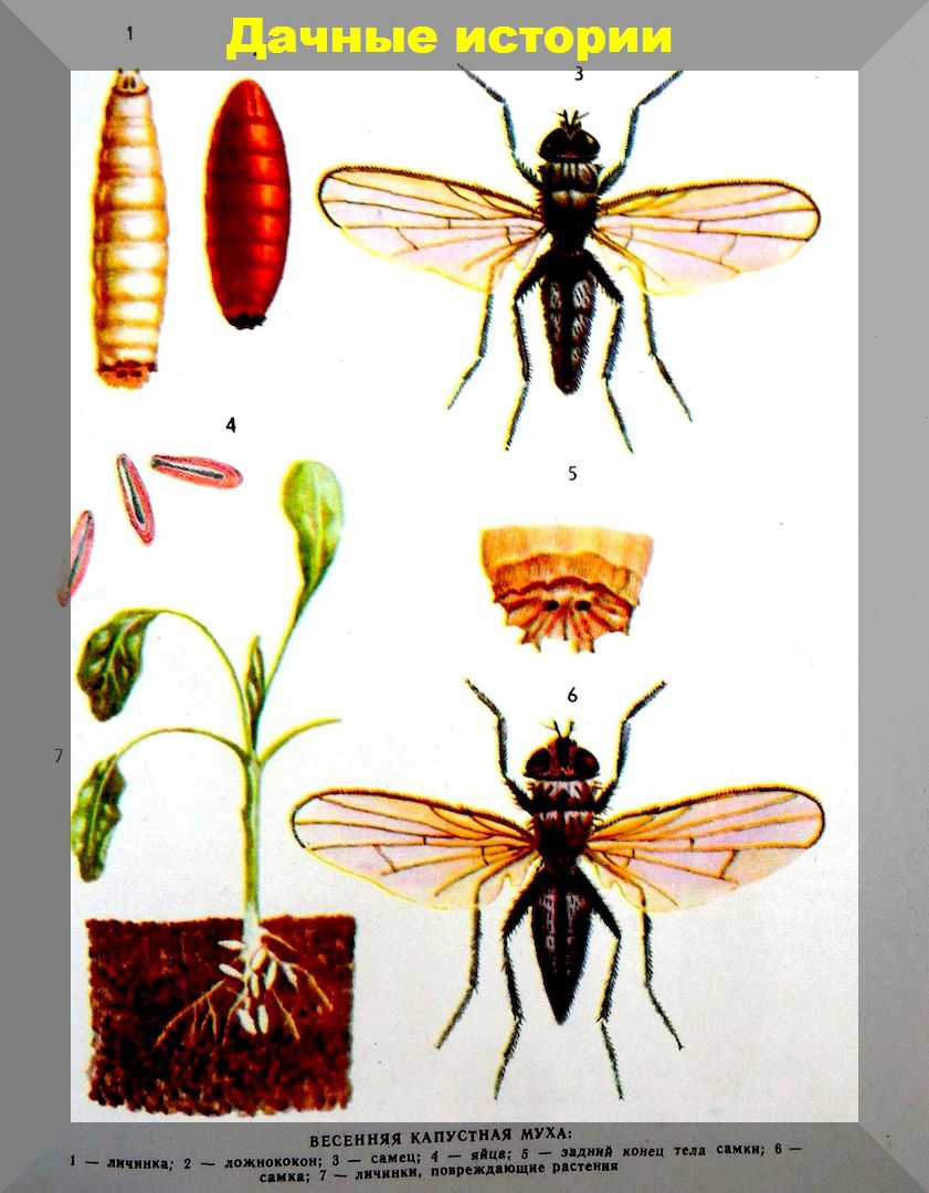 Как бороться с капустной мухой: чем опасна капустная муха, препараты и способы борьбы с капустной мухой