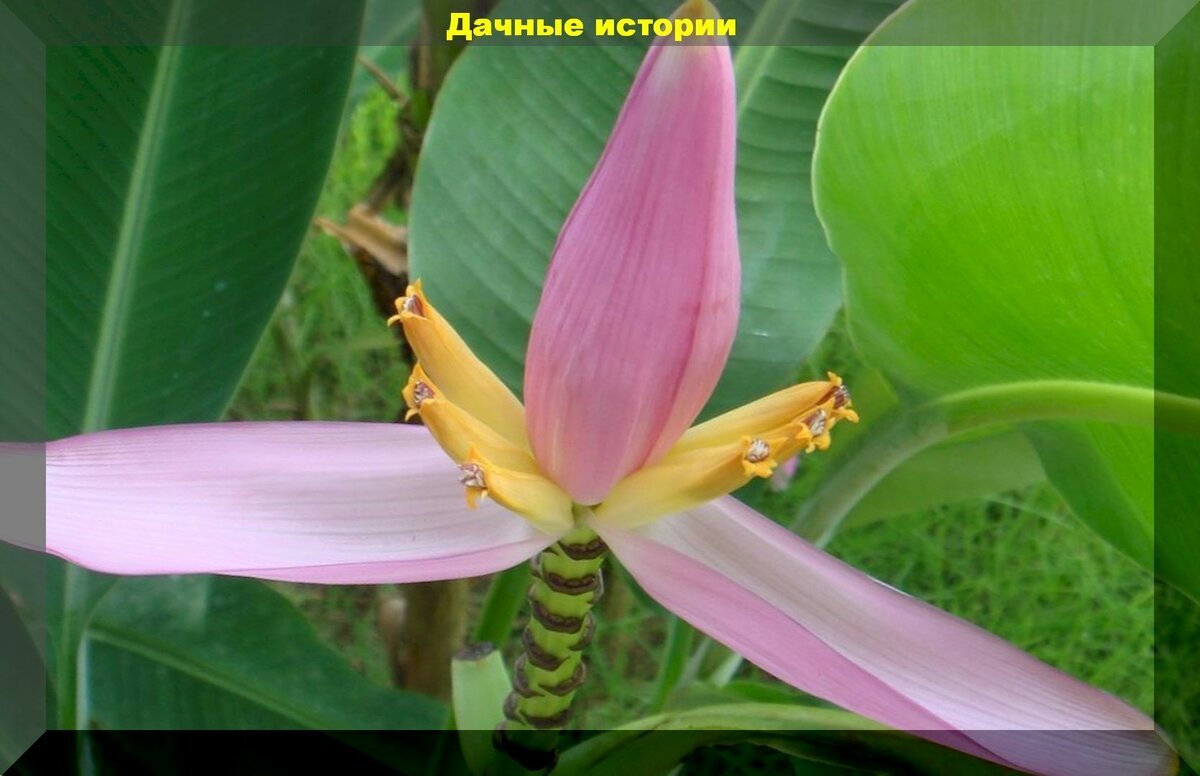 Выращиваем банан в квартире: растение с настроением или как избежать проблем в выращивании и уходе