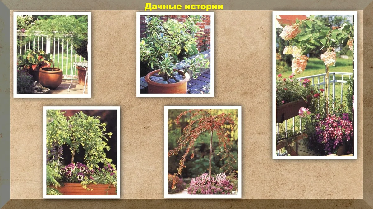 Выращиваем карликовые деревья и кусты на подоконнике и балконе. Вот только некоторые из них