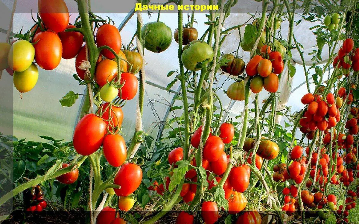 Стойкие к болезням помидоры — 11 гибридов и сортов, которым не страшны непогода и недуги!