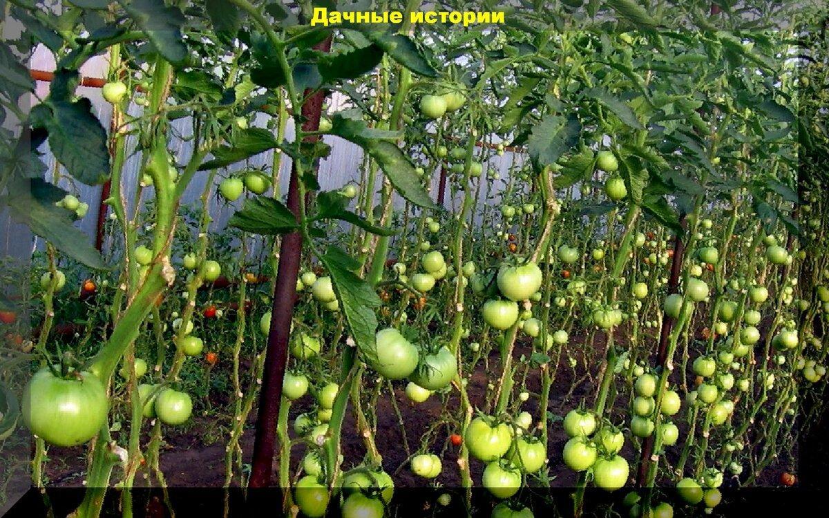 Как правильно и когда обрывать листья томатов: советы и рекомендации по правильному удалению листьев на томатах в конце сезона