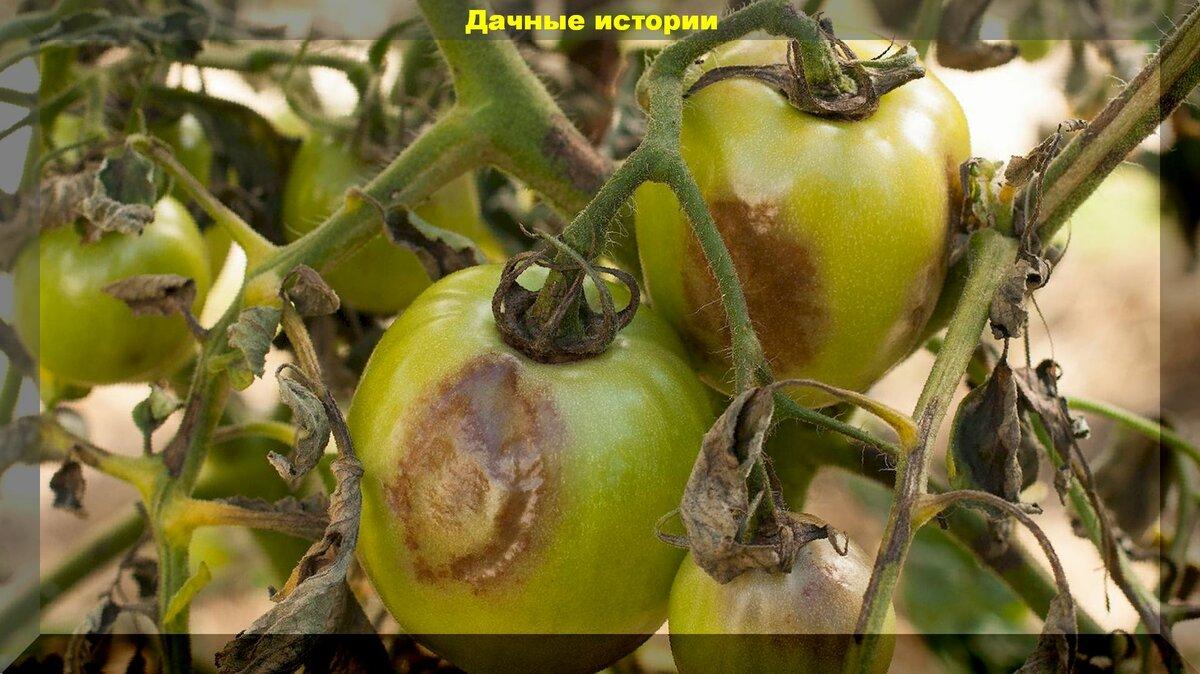 Приготовление безопасного компоста: правильно компостируем ботву томатов пораженную фитофторой, гнилые яблоки и прочие отходы