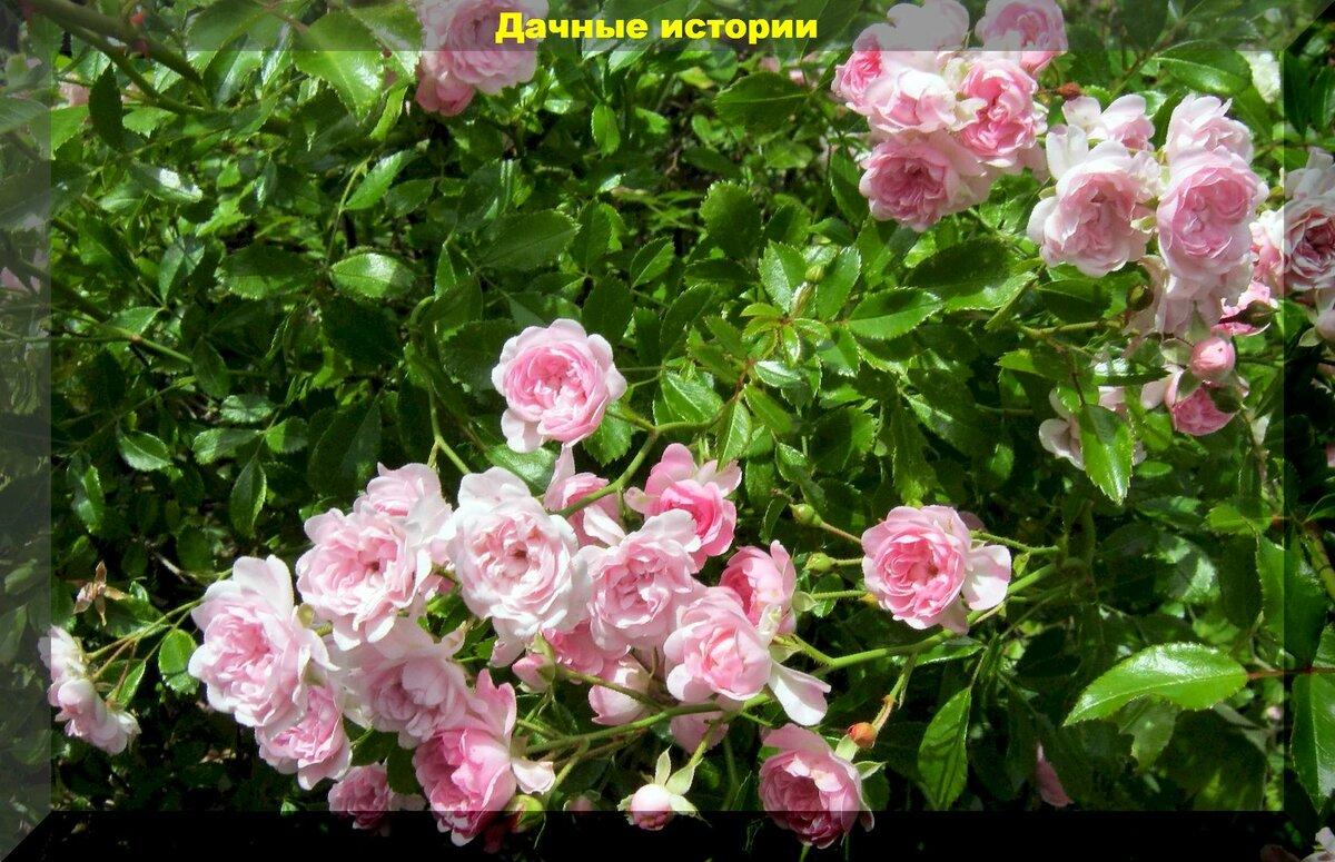 Пять агроприемов соблюдение которых позволит розам не болеть, роскошно цвести, и подготовиться к зимовке