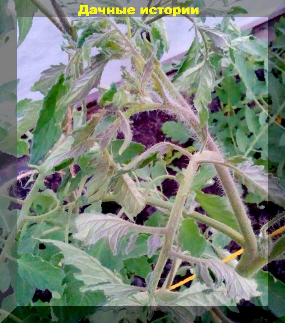 Почему закручиваются верхушки у томатов, и образуются махровые цветы: самые распространенные проблемы при выращивании томатов