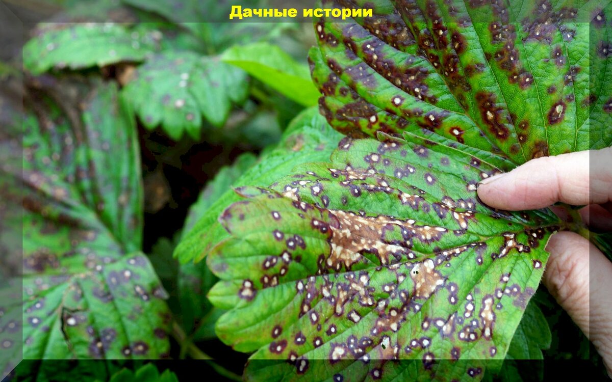 Три очень важных элемента ухода за клубникой во время цветения и начале плодоношения