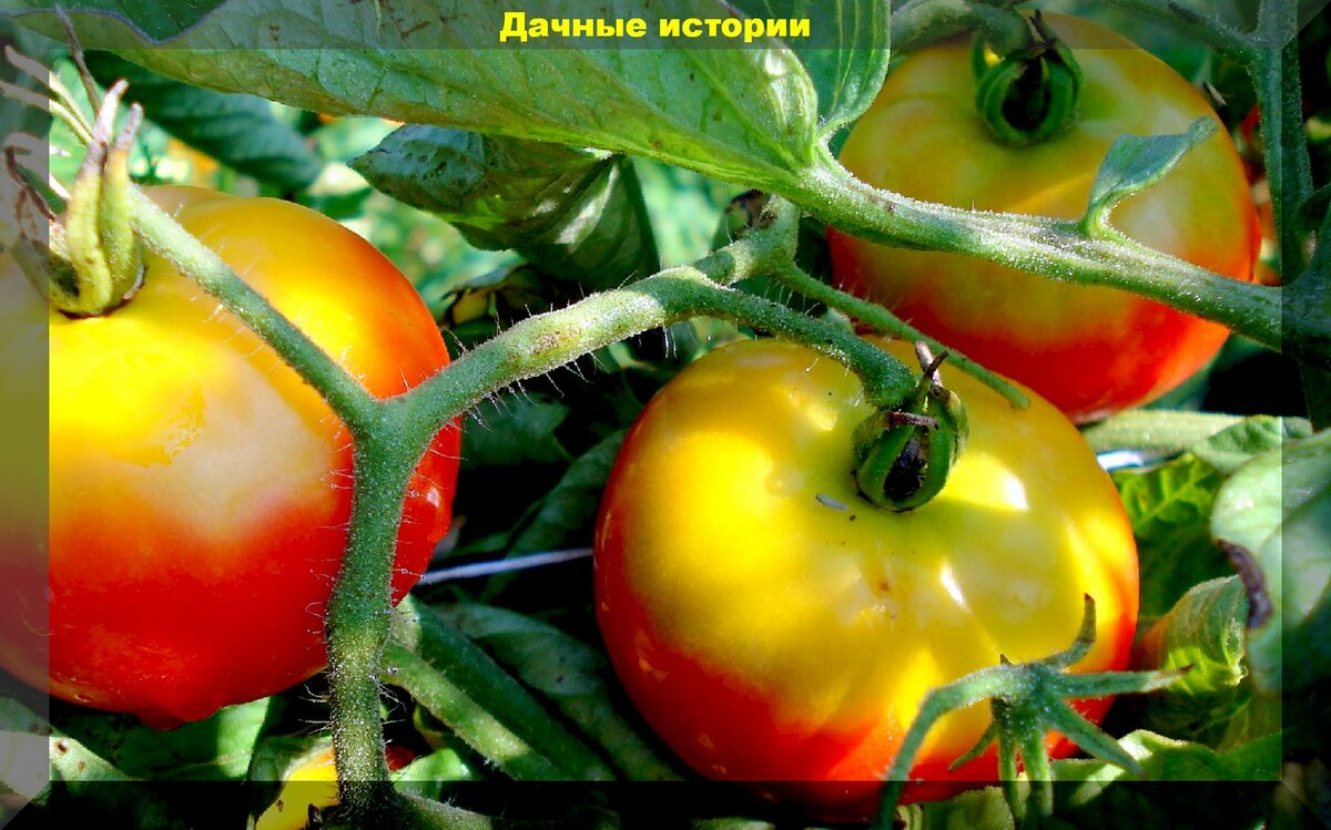 Причины появления желтых плечики у томата и как следствие грубая и жесткая мякоть возле плодоножки