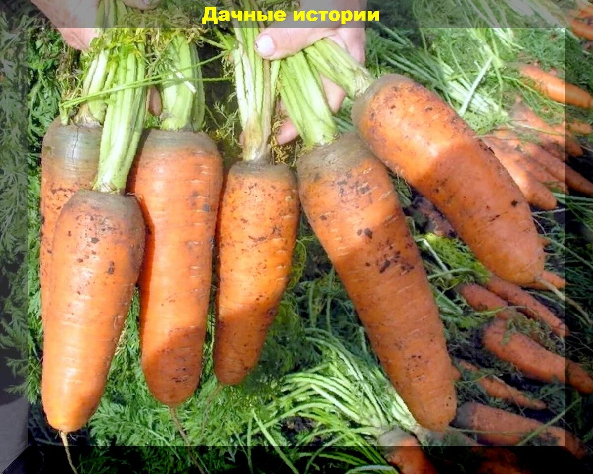 Июньский посев моркови: тонкости и советы для сохранения урожая в течении года