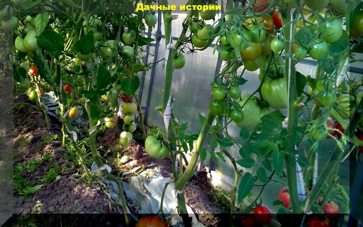 Нюансы выращивания и поверенные агроприемы для завязывания плодов и роста томатов