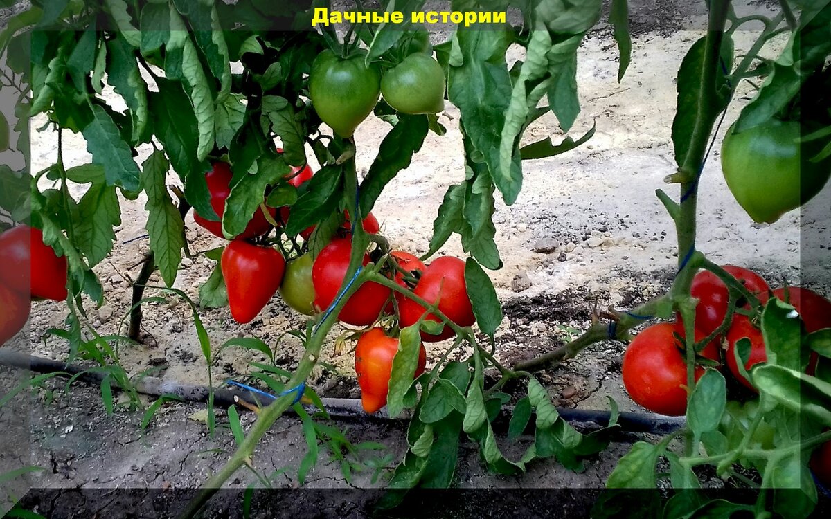 Нюансы выращивания и поверенные агроприемы для завязывания плодов и роста томатов