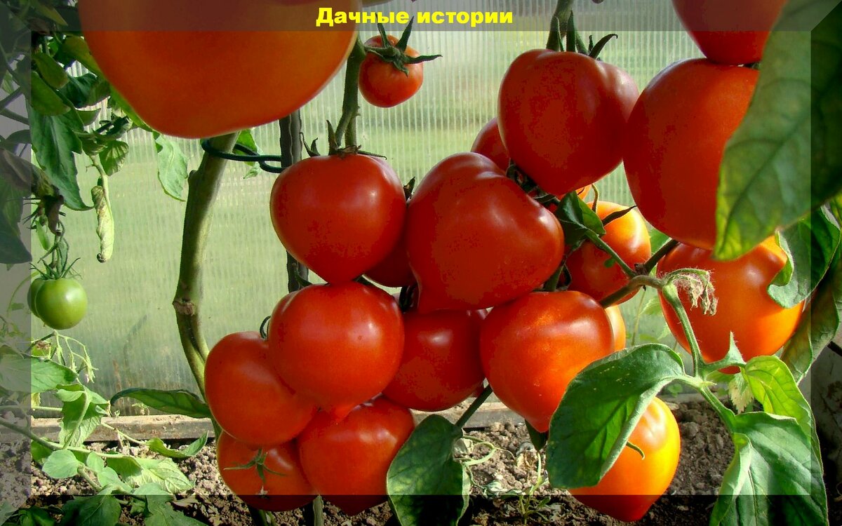 Сохраняем томаты здоровыми: правила поведения и основные работы дачника в теплице