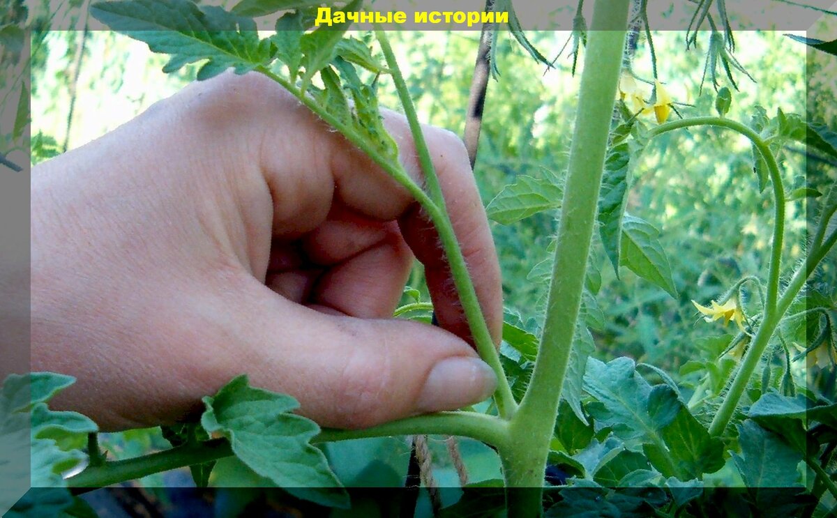 Обрываем пасынки и нижние листья томатов: как правильно пасынковать и формировать томаты