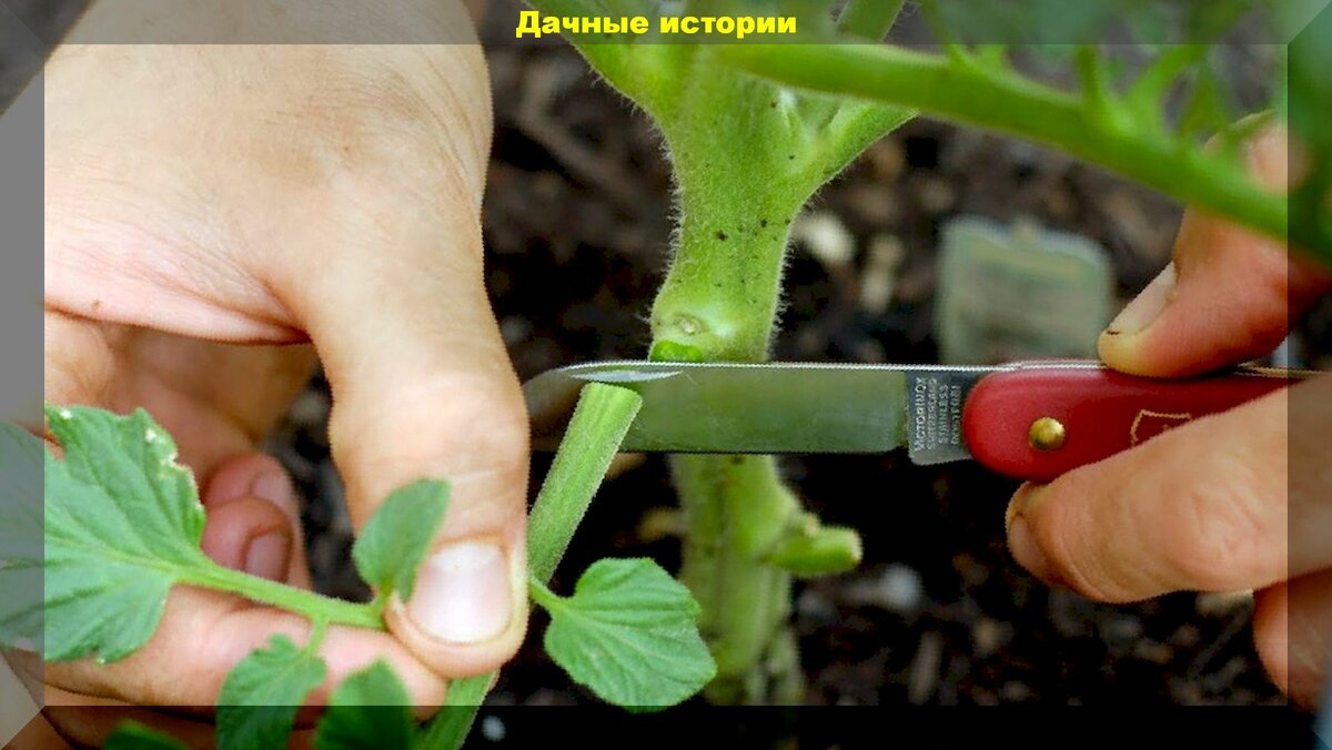 Обрываем пасынки и нижние листья томатов: как правильно пасынковать и формировать томаты