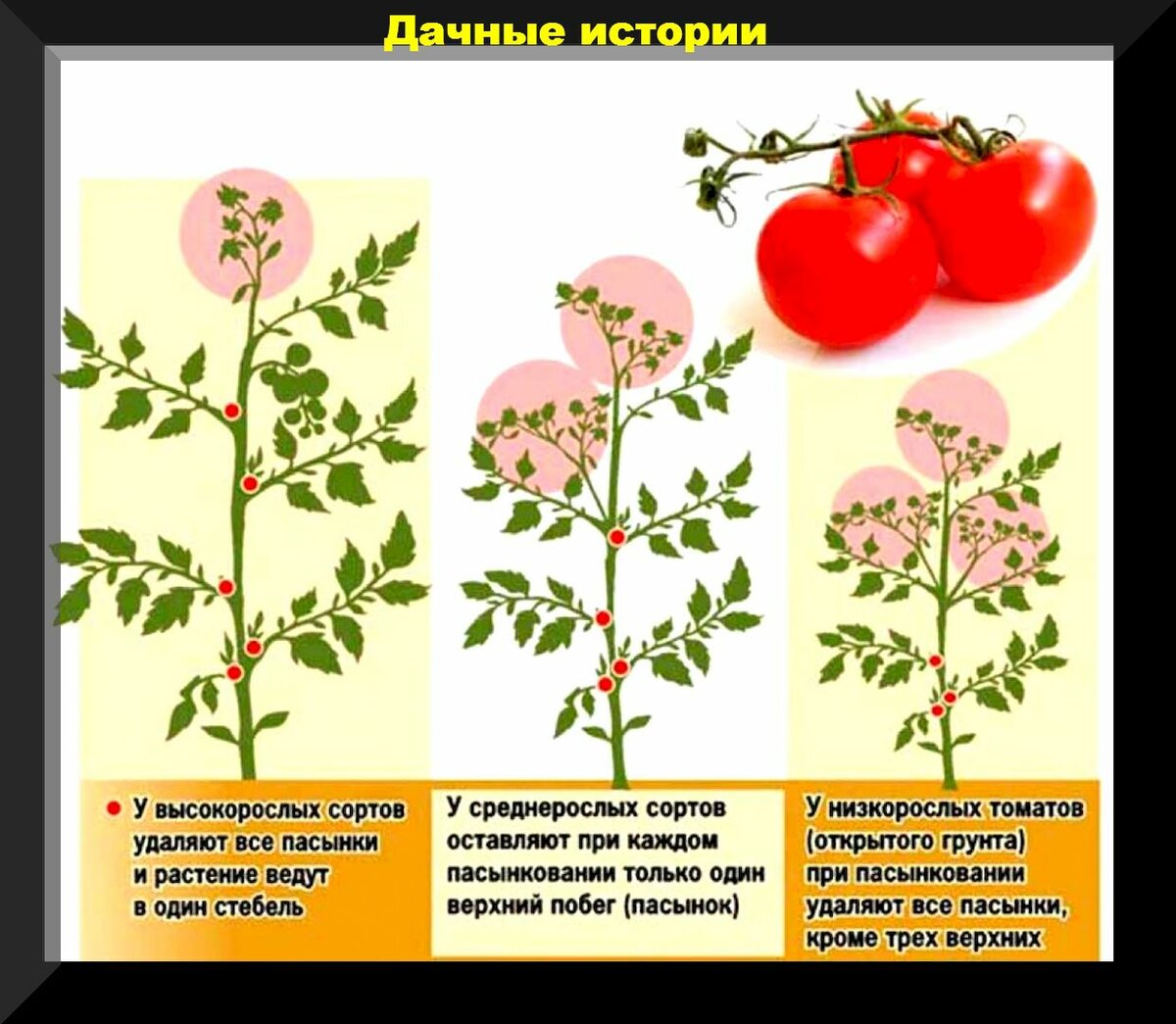 Пасынки на томатах: как правильно и когда их удалять. Правила проведения работ по формировке куста