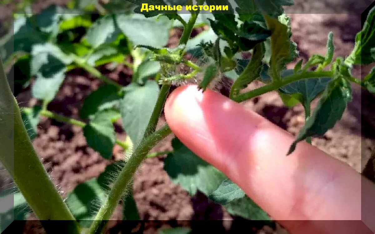 Очень простой и рабочий способ как можно увеличить количество завязей на томатах