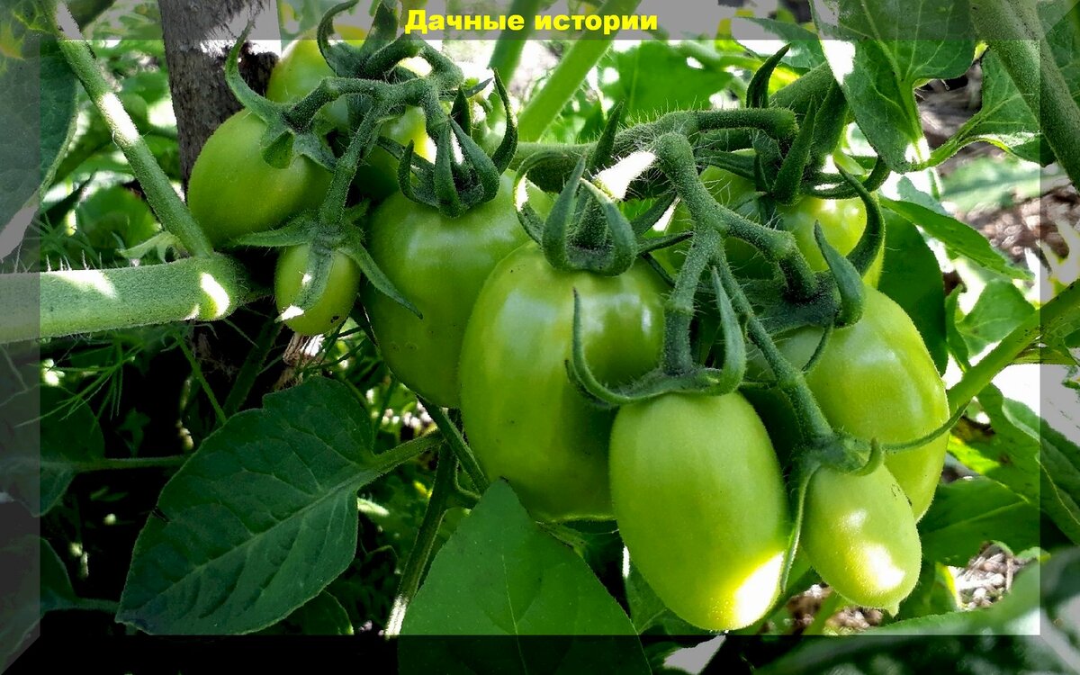 Очень простой и рабочий способ как можно увеличить количество завязей на томатах