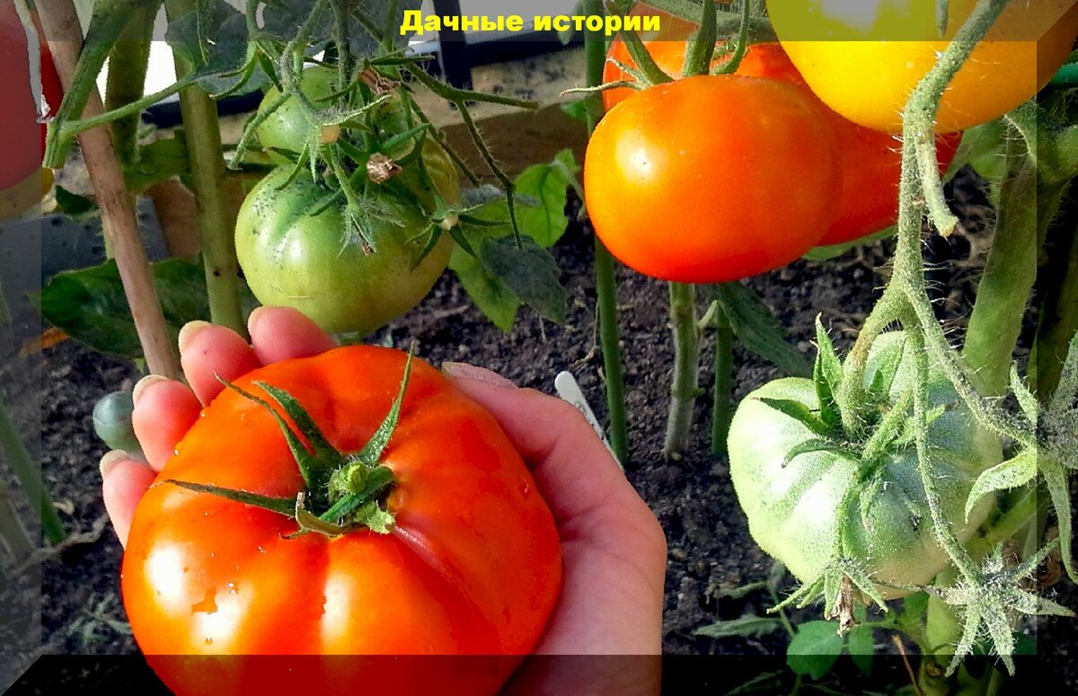 Чем подкормить помидоры, чтобы были сладкие: популярная у дачников органическая подкормка томатов для улучшения их вкуса