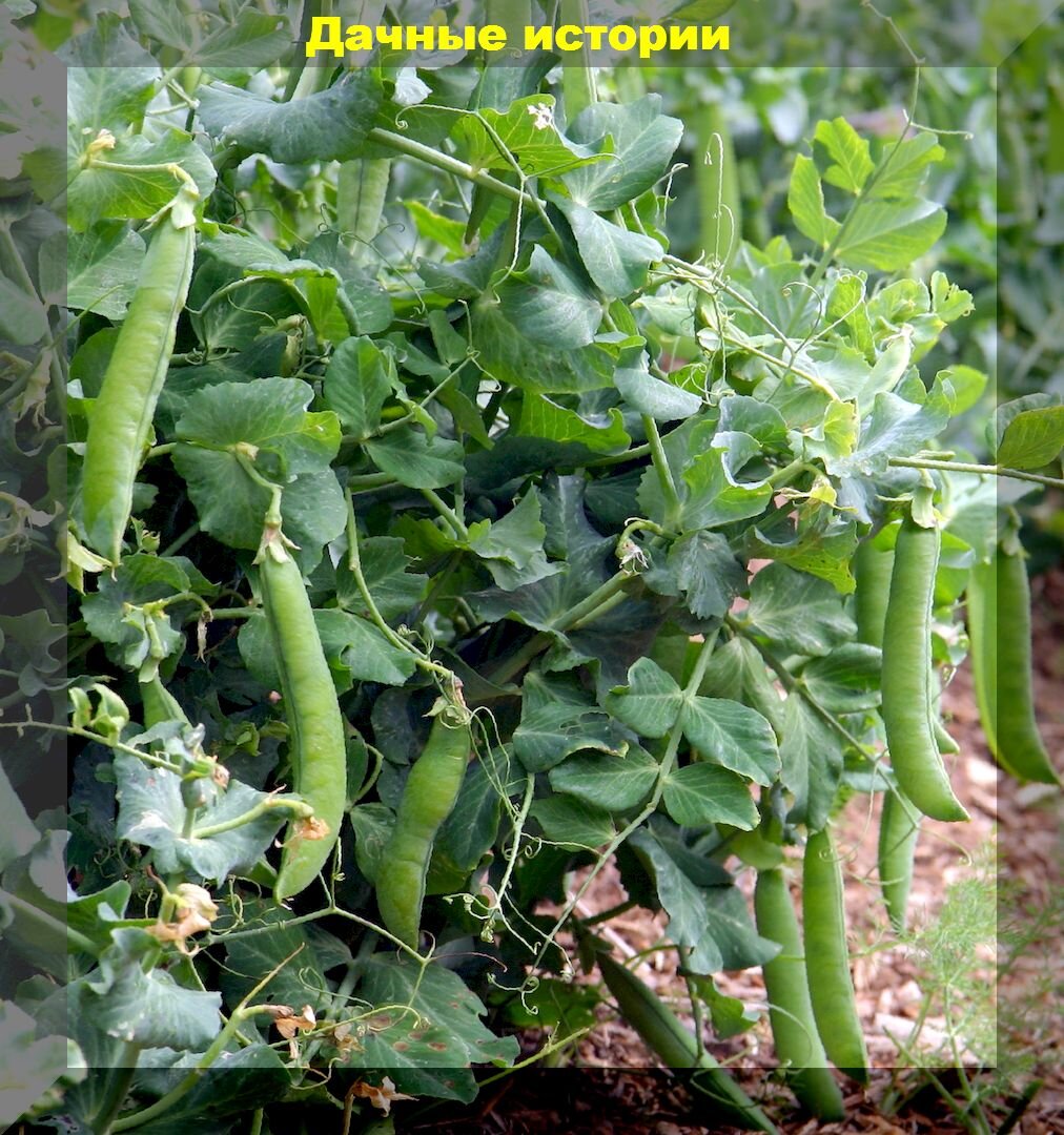 Конвейерный метод выращивания гороха: самый простой способ выращивать горох и лакомиться горохом все лето