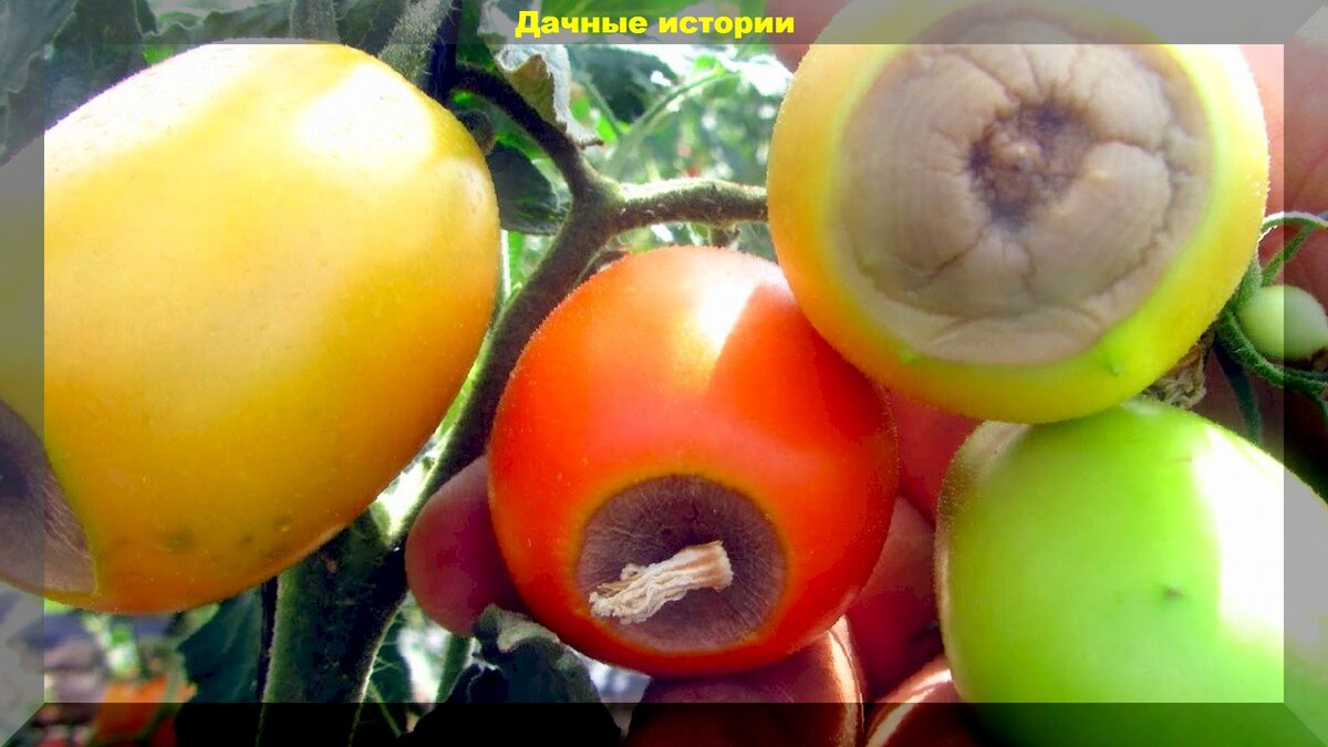 Вершинная гниль томатов: неправильное внесение подкормок способно лишить дачника урожая из-за вершинной гнили