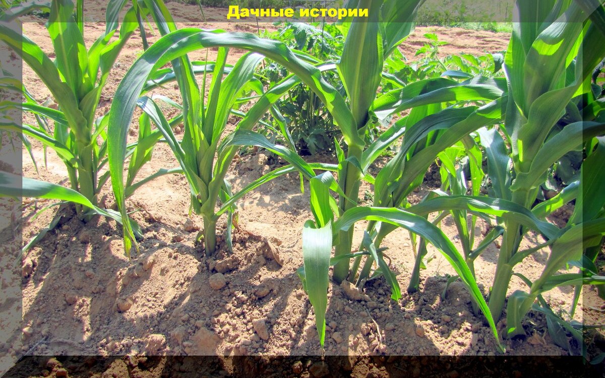 Технология выращивания кукурузы: посадка кукурузы конвейерным способом и прочие важные агроприемы для получения множества крупных початков