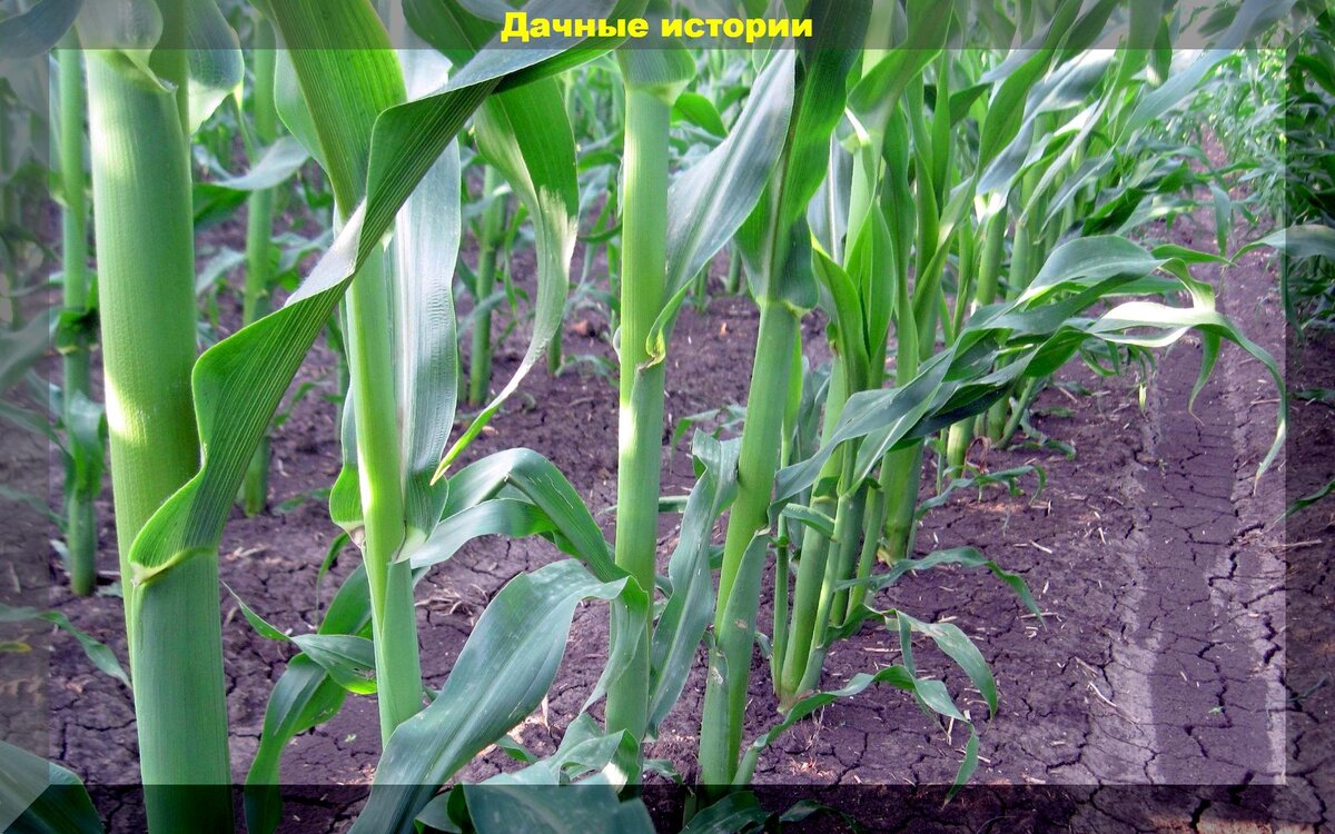 Технология выращивания кукурузы: посадка кукурузы конвейерным способом и прочие важные агроприемы для получения множества крупных початков