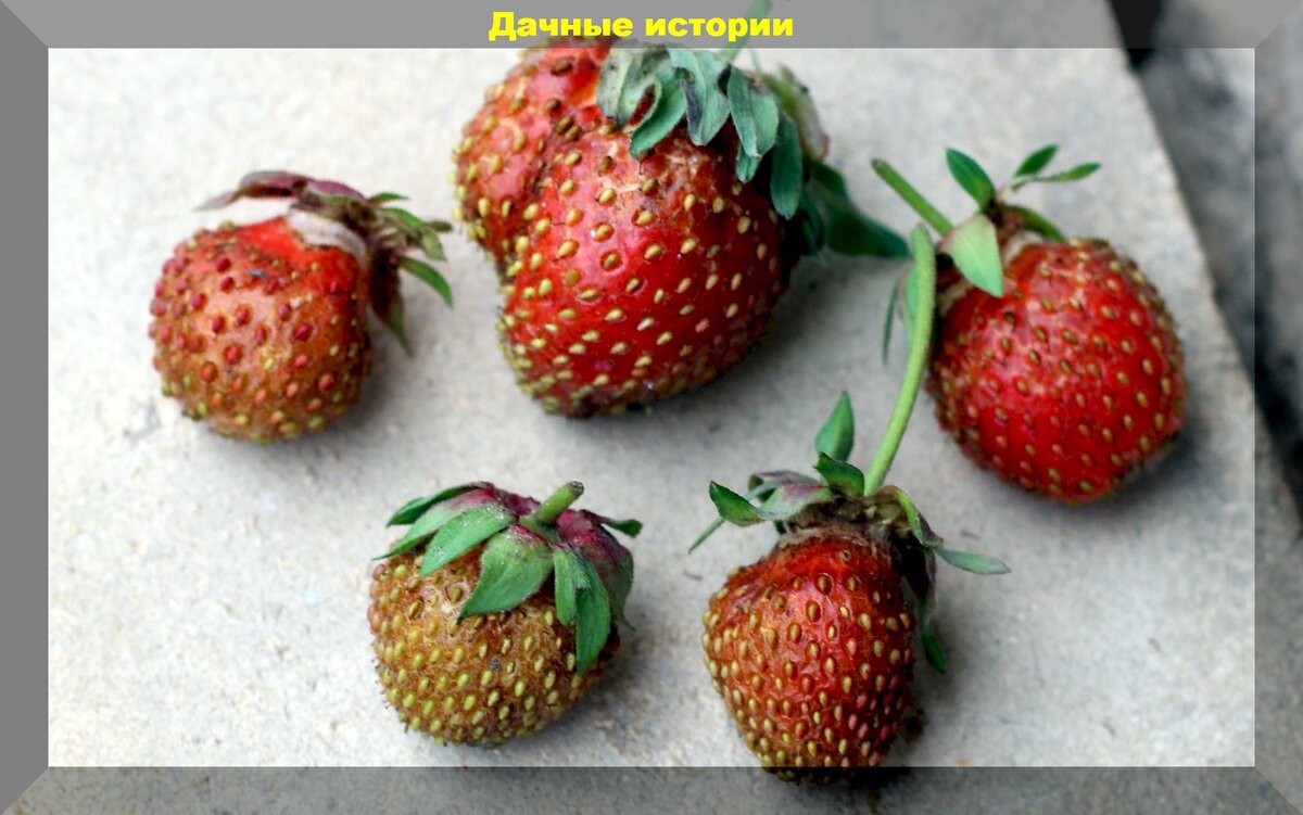 Почему клубника выросла мелкой: вторая волна ягод клубники более мелкая и дефицит питания - главные июньские заботы на клубничной грядке