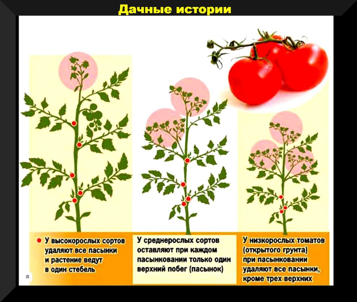 Как и когда формировать и пасынковать томаты: основные нюансы пасынкования и формирования томата для лучшего урожая в теплице и в открытом грунте