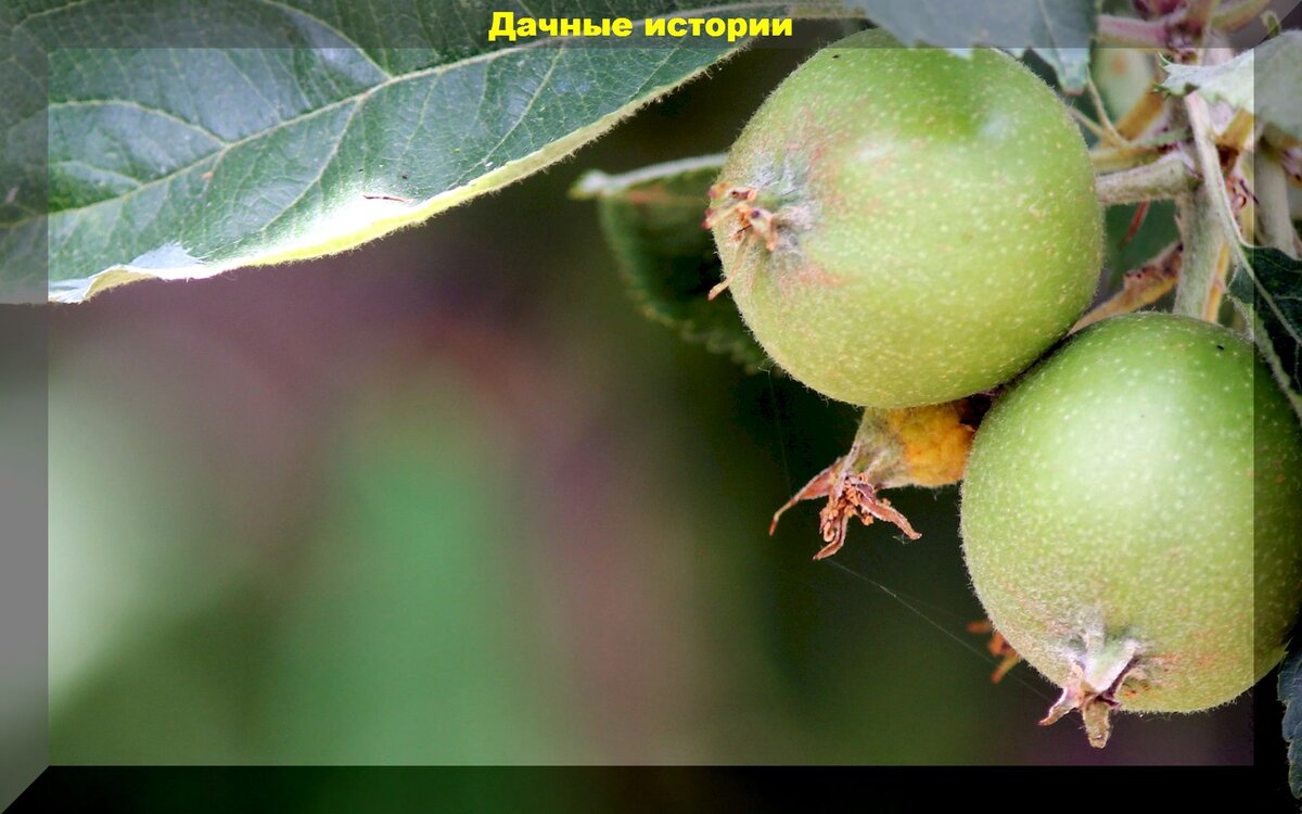 Как остановить осыпание завязей на плодовых деревьях: что делать если осыпаются завязи, а оставшиеся плоды поедает плодожорка