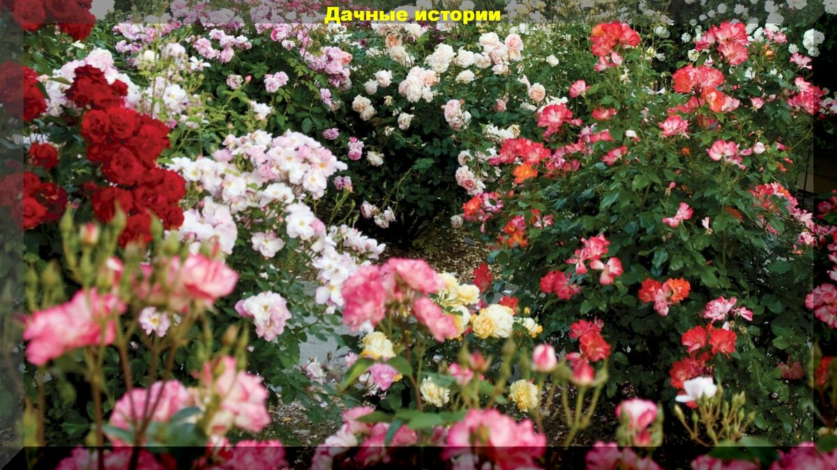 Гармония и совершенная красота дачи у цветоводов в Швейцарии: настоящее царство цветов