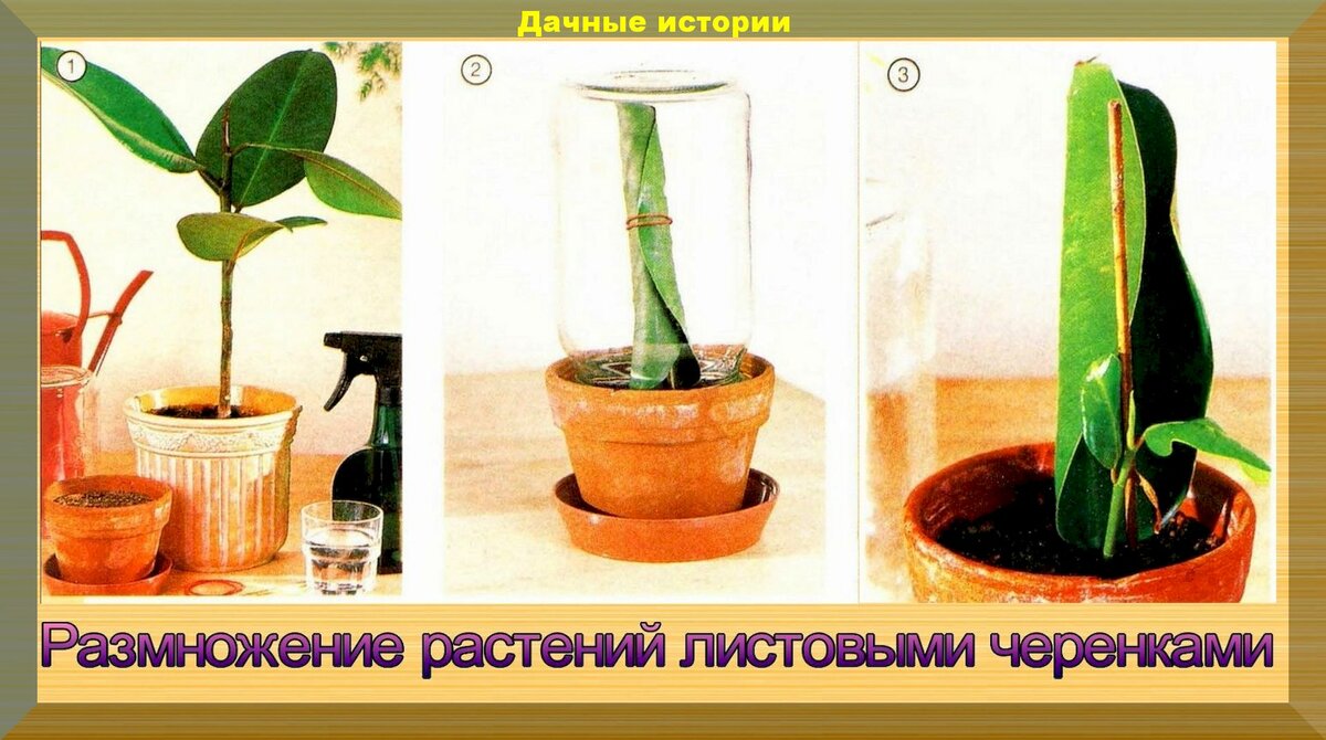Размножение комнатных растений для начинающих: простые способы размножение комнатных растений