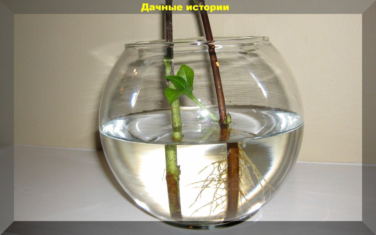 Размножение комнатных растений для начинающих: простые способы размножение комнатных растений