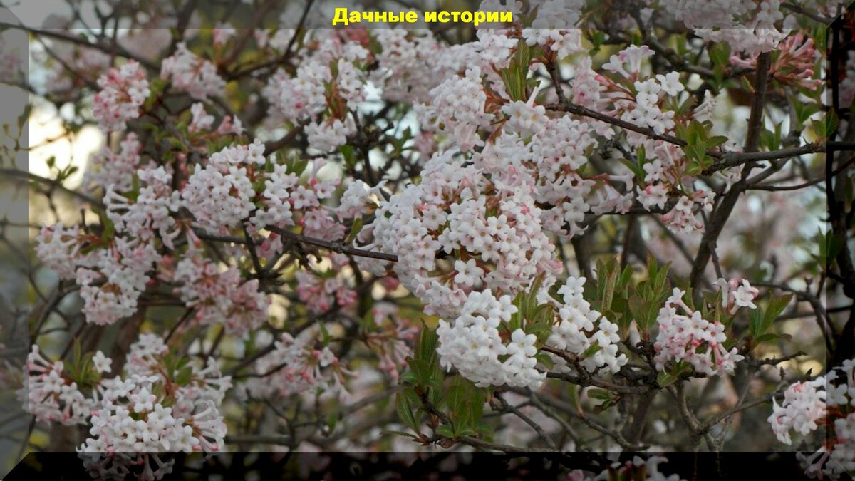 Южные зимоцветы которые можно вырастить и в средней полосе России