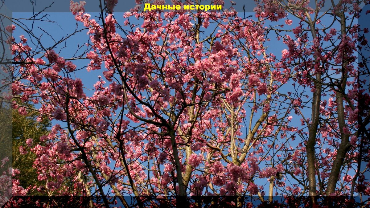 Южные зимоцветы которые можно вырастить и в средней полосе России