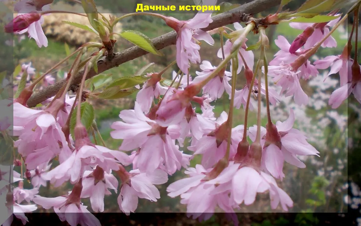 Цветущий сад зимой: южные зимоцветы которые можно вырастить и в средней полосе России