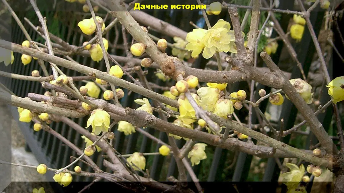 Цветущий сад зимой: южные зимоцветы которые можно вырастить и в средней полосе России
