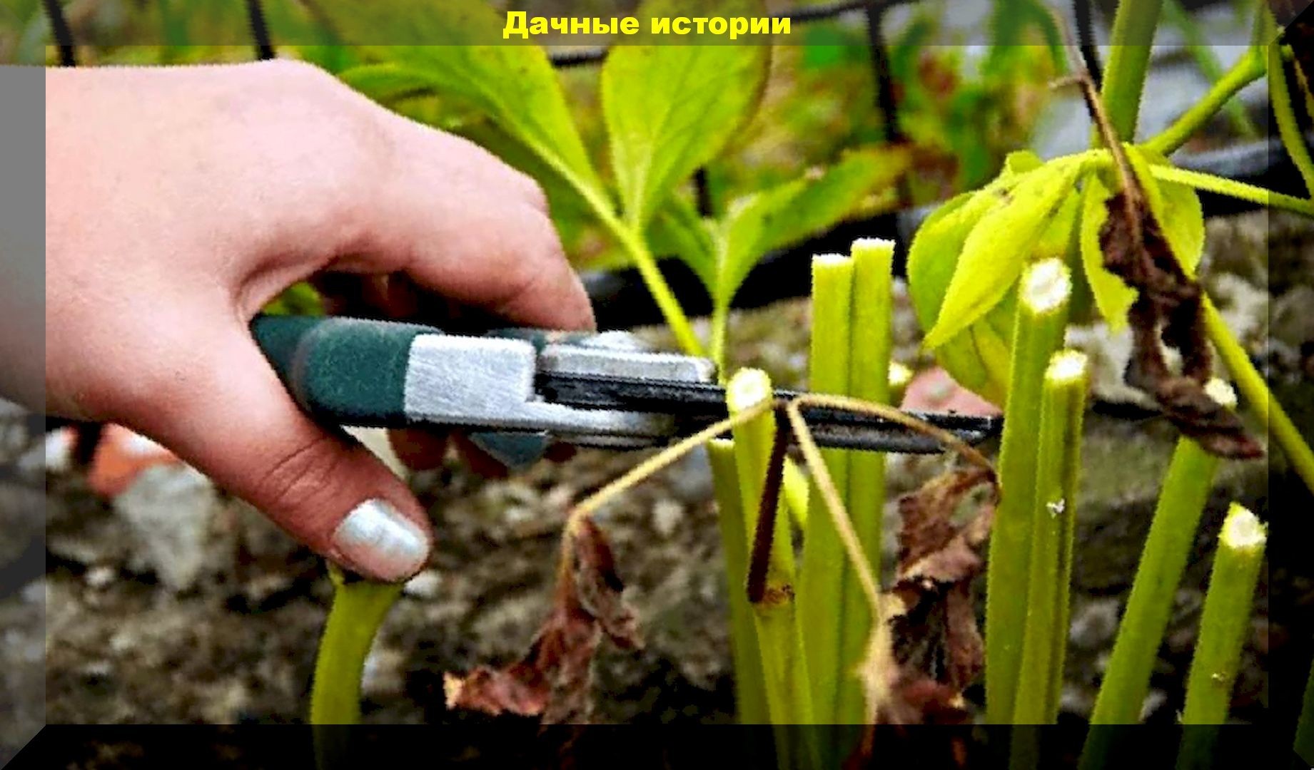 Удалять ли отцветшие. Обрезать пионы. Обрезать отцветшие пионы. Рыхление пионов. Пионы отцвели.