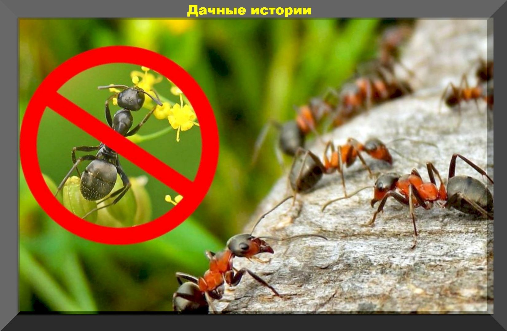 Приманка против муравьев и тараканов: очень простой, недорогой и экологичный способ борьбы с вредителями