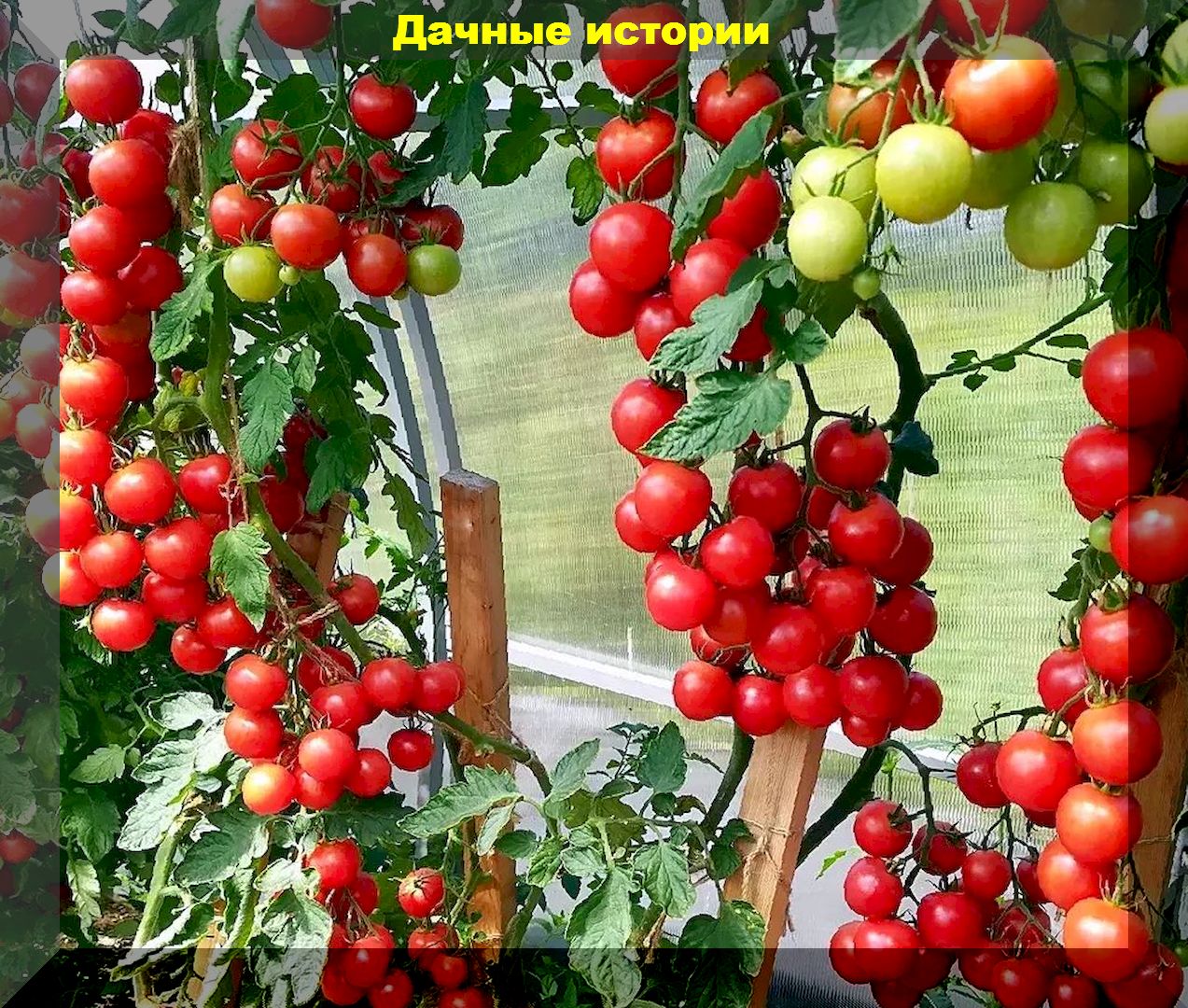 Как пасынковать, формировать и ухаживать за томатами черри. Обличения в агротехники от других сортов томатов