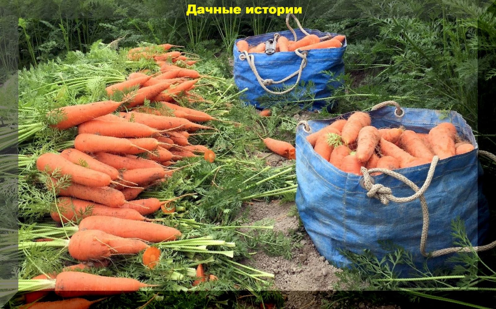 Работа за морковку