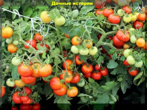 Девять важных агроприемов для получения большого урожая томатов. Памятка дачнику
