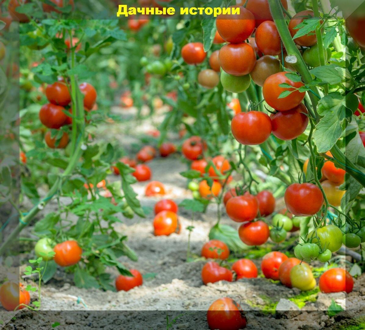 Правильно кормим томаты для быстрого налива кистей и получения крупных и сладких плодов