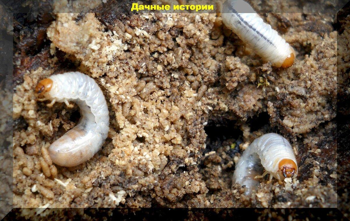 Личинки майского жука являются съедобным и проверенным методом борьбы с жуками. Выбор между химикатами для почвы или инсектицидами