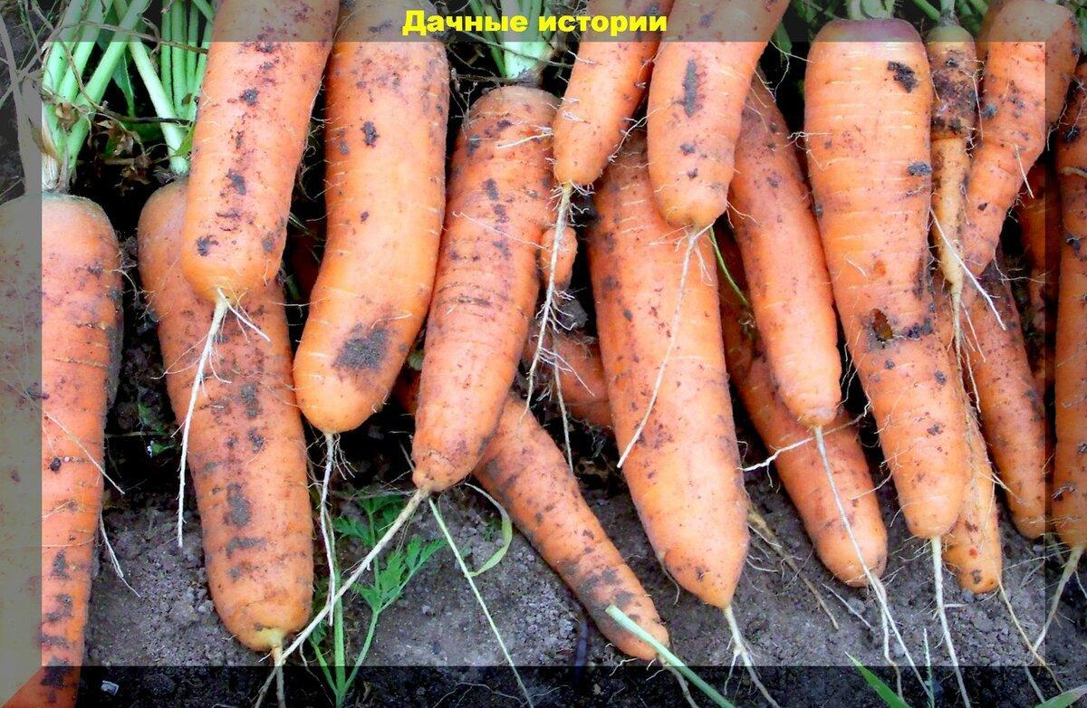 Без химии. Выращиваем сладкую, вкусную и лежкую морковь и защищаем ее от морковной мухи